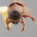 male | Image Author: SM Smith | Michigan State University | holotype  Dendroctonus vitei  Wood | holotype | Patzún | Collection: Entomology