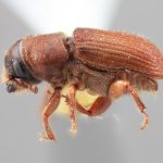 male | Image Author: SM Smith | Michigan State University | holotype  Dendroctonus vitei  Wood | holotype | Patzún | Collection: Entomology