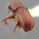 male | Image Author: SM Smith | Michigan State University | holotype  Dendroctonus vitei  Wood | holotype | Patzún | Collection: Entomology