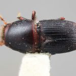 female | Image Author: SM Smith | Michigan State University | holotype Scolytus binodus Wood | holotype | Uxpanapa | Collection: Entomology