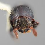 female | Image Author: SM Smith | Michigan State University | holotype Scolytus binodus Wood | holotype | Uxpanapa | Collection: Entomology