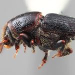 female | Image Author: SM Smith | Michigan State University | holotype Scolytus binodus Wood | holotype | Uxpanapa | Collection: Entomology