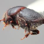 female | Image Author: SM Smith | Michigan State University | holotype Scolytus binodus Wood | holotype | Uxpanapa | Collection: Entomology