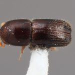 female | Image Author: SM Smith | Michigan State University | holotype Xyleborinus celatus Wood | holotype | Colonia, 8 km S | Collection: Entomology