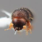 female | Image Author: SM Smith | Michigan State University | holotype Xyleborinus celatus Wood | holotype | Colonia, 8 km S | Collection: Entomology