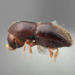 female | Image Author: SM Smith | Michigan State University | holotype Xyleborinus celatus Wood | holotype | Colonia, 8 km S | Collection: Entomology