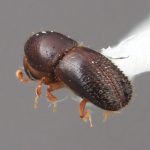 female | Image Author: SM Smith | Michigan State University | holotype Xyleborinus celatus Wood | holotype | Colonia, 8 km S | Collection: Entomology