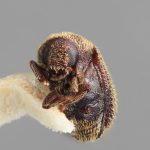 male | Image Author: SM Smith | Michigan State University | holotype Pseudoxylechinus rugatus Wood | holotype | Xishuangbanna | Collection: Institute of Zoology