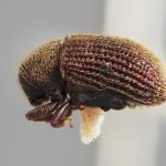 male | Image Author: SM Smith | Michigan State University | holotype Pseudoxylechinus rugatus Wood | holotype | Xishuangbanna | Collection: Institute of Zoology