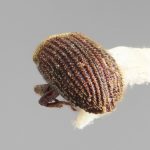 male | Image Author: SM Smith | Michigan State University | holotype Pseudoxylechinus rugatus Wood | holotype | Xishuangbanna | Collection: Institute of Zoology