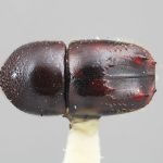 female | Image Author: SM Smith | Michigan State University | holotype Xyleborus ebenus Wood | holotype | Guapiles | Collection: Entomology