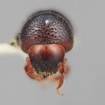 female | Image Author: SM Smith | Michigan State University | holotype Xyleborus ebenus Wood | holotype | Guapiles | Collection: Entomology