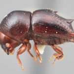 female | Image Author: SM Smith | Michigan State University | holotype Xyleborus ebenus Wood | holotype | Guapiles | Collection: Entomology