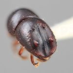female | Image Author: SM Smith | Michigan State University | holotype Xyleborus ebenus Wood | holotype | Guapiles | Collection: Entomology