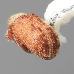 male | Image Author: SM Smith | Michigan State University | holotype Pseudoxylechinus variegatus Wood | holotype | Jiangxian | Collection: Institute of Zoology