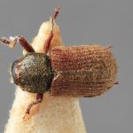 male | Image Author: SM Smith | Michigan State University | holotype Pseudoxylechinus indicus Wood | holotype | Rangirum, Darjeeling | Collection: Forest Research Institute