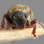 male | Image Author: SM Smith | Michigan State University | holotype Pseudoxylechinus indicus Wood | holotype | Rangirum, Darjeeling | Collection: Forest Research Institute
