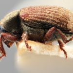 male | Image Author: SM Smith | Michigan State University | holotype Pseudoxylechinus indicus Wood | holotype | Rangirum, Darjeeling | Collection: Forest Research Institute