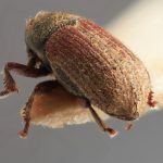 male | Image Author: SM Smith | Michigan State University | holotype Pseudoxylechinus indicus Wood | holotype | Rangirum, Darjeeling | Collection: Forest Research Institute