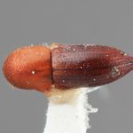 female | Image Author: SM Smith | Michigan State University | holotype Xyleborus exutus Wood | holotype | Turrialba | Collection: Entomology