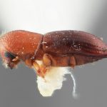 female | Image Author: SM Smith | Michigan State University | holotype Xyleborus exutus Wood | holotype | Turrialba | Collection: Entomology