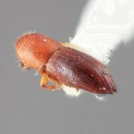 female | Image Author: SM Smith | Michigan State University | holotype Xyleborus exutus Wood | holotype | Turrialba | Collection: Entomology