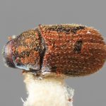 female | Image Author: SM Smith | Michigan State University | holotype Pseudoxylechinus sinensis Wood | holotype | Lihiang | Collection: Institute of Zoology