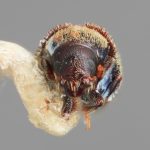 female | Image Author: SM Smith | Michigan State University | holotype Pseudoxylechinus sinensis Wood | holotype | Lihiang | Collection: Institute of Zoology