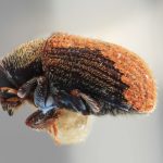 female | Image Author: SM Smith | Michigan State University | holotype Pseudoxylechinus sinensis Wood | holotype | Lihiang | Collection: Institute of Zoology