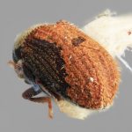 female | Image Author: SM Smith | Michigan State University | holotype Pseudoxylechinus sinensis Wood | holotype | Lihiang | Collection: Institute of Zoology