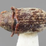 female | Image Author: SM Smith | Michigan State University | holotype Pseudoxylechinus tibetensis Wood | holotype | Zayu | Collection: Institute of Zoology