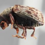 female | Image Author: SM Smith | Michigan State University | holotype Pseudoxylechinus tibetensis Wood | holotype | Zayu | Collection: Institute of Zoology