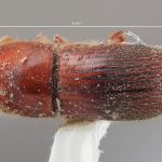 female | Image Author: SM Smith | Michigan State University | holotype Dryocoetoides indolatus Wood | holotype | El Palmar, 30 km E | Collection: Entomology
