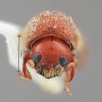 female | Image Author: SM Smith | Michigan State University | holotype Dryocoetoides indolatus Wood | holotype | El Palmar, 30 km E | Collection: Entomology