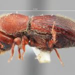 female | Image Author: SM Smith | Michigan State University | holotype Dryocoetoides indolatus Wood | holotype | El Palmar, 30 km E | Collection: Entomology