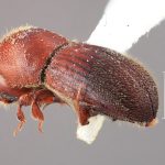 female | Image Author: SM Smith | Michigan State University | holotype Dryocoetoides indolatus Wood | holotype | El Palmar, 30 km E | Collection: Entomology