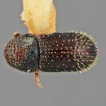 male | Image Author: SM Smith | Michigan State University | holotype Pseudothysanoes funebris Wood | holotype | Durango, 27 km W  | Collection: Entomology