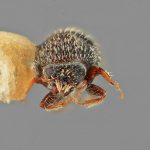 male | Image Author: SM Smith | Michigan State University | holotype Pseudothysanoes funebris Wood | holotype | Durango, 27 km W  | Collection: Entomology