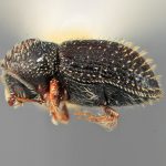 male | Image Author: SM Smith | Michigan State University | holotype Pseudothysanoes funebris Wood | holotype | Durango, 27 km W  | Collection: Entomology