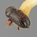 male | Image Author: SM Smith | Michigan State University | holotype Pseudothysanoes funebris Wood | holotype | Durango, 27 km W  | Collection: Entomology