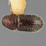 male | Image Author: SM Smith | Michigan State University | holotype Pseudothysanoes funereus Wood | holotype | Volcan Colima | Collection: Entomology