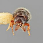 male | Image Author: SM Smith | Michigan State University | holotype Pseudothysanoes funereus Wood | holotype | Volcan Colima | Collection: Entomology