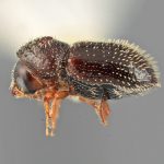 male | Image Author: SM Smith | Michigan State University | holotype Pseudothysanoes funereus Wood | holotype | Volcan Colima | Collection: Entomology