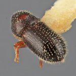 male | Image Author: SM Smith | Michigan State University | holotype Pseudothysanoes funereus Wood | holotype | Volcan Colima | Collection: Entomology