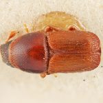 male | Image Author: SM Smith | Michigan State University | holotype Scolytus bicallosus Eggers | holotype | Sagvar | Collection: Entomology