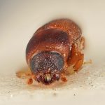 male | Image Author: SM Smith | Michigan State University | holotype Scolytus bicallosus Eggers | holotype | Sagvar | Collection: Entomology