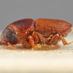 male | Image Author: SM Smith | Michigan State University | holotype Scolytus bicallosus Eggers | holotype | Sagvar | Collection: Entomology