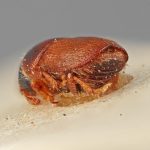male | Image Author: SM Smith | Michigan State University | holotype Scolytus bicallosus Eggers | holotype | Sagvar | Collection: Entomology