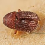 Image Author: SM Smith | Michigan State University | lectotype Phloeotribus insularis Eggers | lectotype | Trois Rivieres | Collection: Entomology
