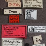 Image Author: SM Smith | Michigan State University | lectotype Phloeotribus insularis Eggers | lectotype | Trois Rivieres | Collection: Entomology